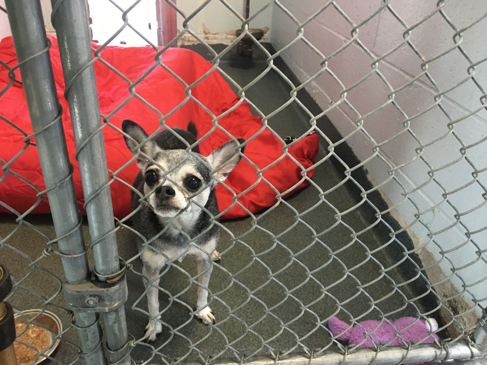 shelter dogs (2).jpg
